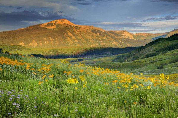 CO, Crested Butte Landscape of mountain flowers